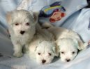 Photos: Maltese (Dog standard) (pictures, images)