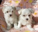 Photos: Maltese (Dog standard) (pictures, images)