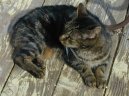 Photo: Manx (Cat)