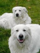 Photo: Maremma and abruzzes shepherd dog (Dog standard)