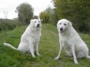 Photo: Maremma and abruzzes shepherd dog (Dog standard)