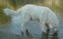 Photo: Maremma and abruzzes shepherd dog (Dog standard)