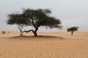 Photos: Mauritania (pictures, images)