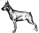 Photos: Miniature pinscher (Dog standard) (pictures, images)