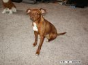 Photo: Miniature pinscher (Dog standard)