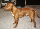 Photo: Miniature pinscher (Dog standard)