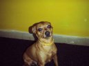 Photo: Miniature pinscher (Dog standard)