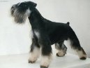 Photos: Miniature schnauzer (Dog standard) (pictures, images)