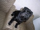 Photo: Miniature schnauzer (Dog standard)