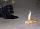 Photos: Miniature schnauzer (Dog standard) (pictures, images)