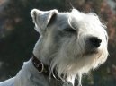 Photos: Miniature schnauzer (Dog standard) (pictures, images)