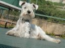 Photos: Miniature schnauzer (Dog standard) (pictures, images)