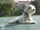 Photos: Miniature schnauzer (Dog standard) (pictures, images)