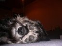 Photos: Miniature schnauzer (Dog standard) (pictures, images)