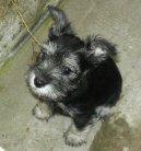 Photos: Miniature schnauzer (Dog standard) (pictures, images)