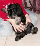 Photos: Miniature schnauzer (Dog standard) (pictures, images)