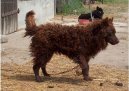 Photo: Mudi (Dog standard)