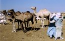 Photos: Niger (pictures, images)