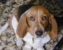 Photos: Norman artesien basset (Dog standard) (pictures, images)