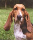 Photos: Norman artesien basset (Dog standard) (pictures, images)