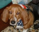 Photos: Norman artesien basset (Dog standard) (pictures, images)