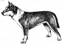 Photo: Norwegian lundehund (Dog standard)