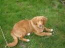 Photo: Nova scotia duck tolling retriever (Dog standard)