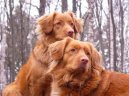 Photos: Nova scotia duck tolling retriever (Dog standard) (pictures, images)