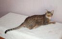 Photo: Ocicat (Cat)