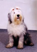 Photos: Old english sheepdog (bobtail) (Dog standard) (pictures, images)