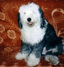 Photo: Old english sheepdog (bobtail) (Dog standard)