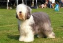 Photos: Old english sheepdog (bobtail) (Dog standard) (pictures, images)