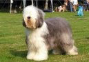 Photo: Old english sheepdog (bobtail) (Dog standard)