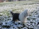 Photo: Old english sheepdog (bobtail) (Dog standard)