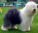 Photo: Old english sheepdog (bobtail) (Dog standard)