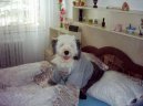 Photos: Old english sheepdog (bobtail) (Dog standard) (pictures, images)