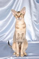 Photos: Oriental Shorthair (Cat) (pictures, images)