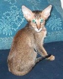 Photos: Oriental Shorthair (Cat) (pictures, images)