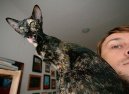 Photos: Oriental Shorthair (Cat) (pictures, images)