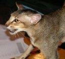 Photos: Oriental Shorthair (Cat) (pictures, images)