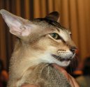 Photos: Oriental Shorthair (Cat) (pictures, images)