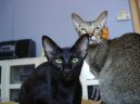 Photos: Oriental Shorthair (Cat) (pictures, images)