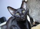 Photos: Oriental Shorthair (Cat) (pictures, images)