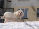 Photo: Otterhound (Dog standard)