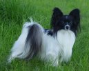Photo: Papillon (Dog standard)