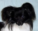 Photo: Papillon (Dog standard)
