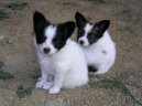 Photos: Papillon (Dog standard) (pictures, images)