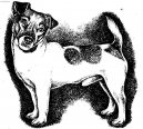 Photos: Parson russell terrier (Dog standard) (pictures, images)