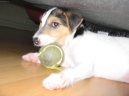 Photo: Parson russell terrier (Dog standard)