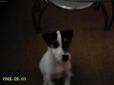 Photo: Parson russell terrier (Dog standard)